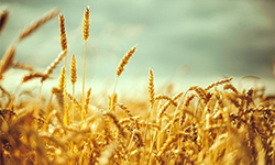 View of a field